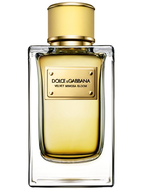 Dolce & Gabbana Velvet Mimosa Bloom