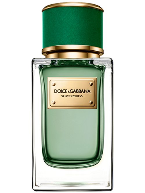 Dolce & Gabbana Velvet Cypress