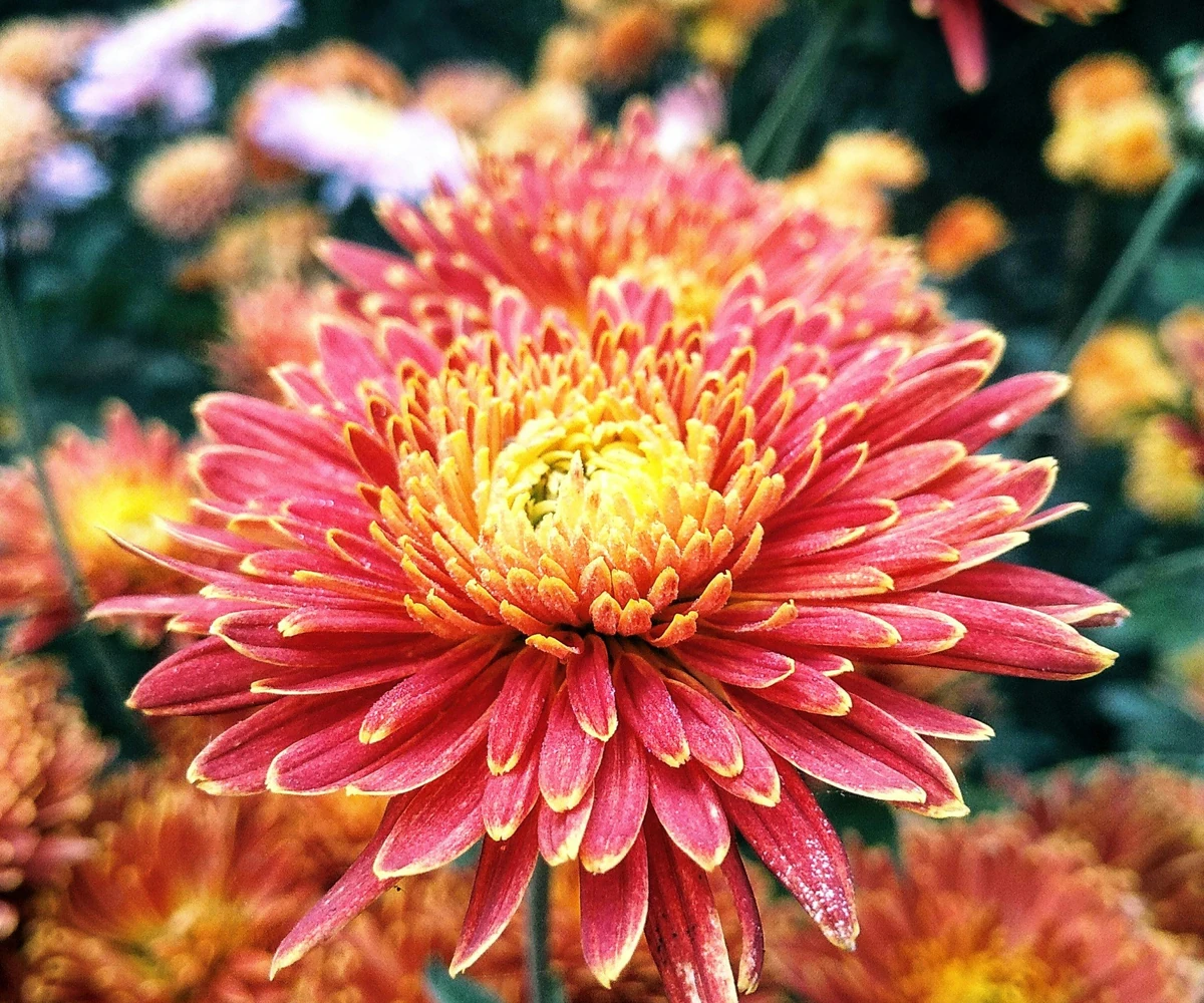chrysanthème
