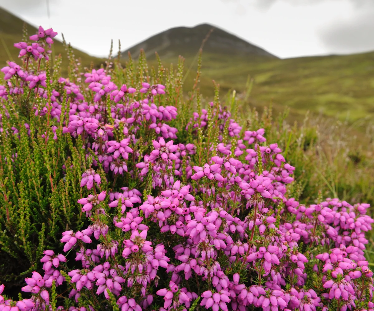 bruyère